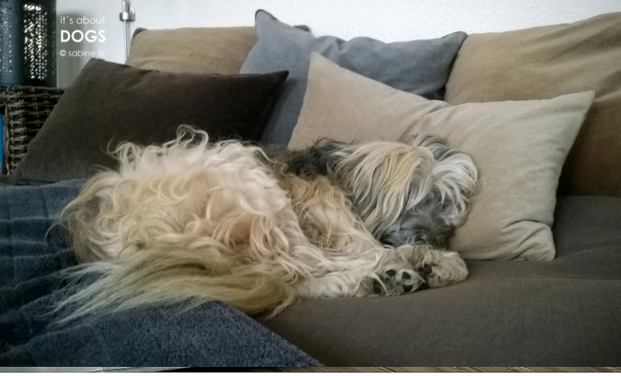 owalo design Prednisolon Fur Hunde