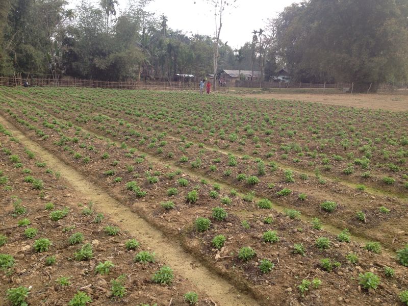 Organic Innovation Stevia Cultivation Stevia in many places