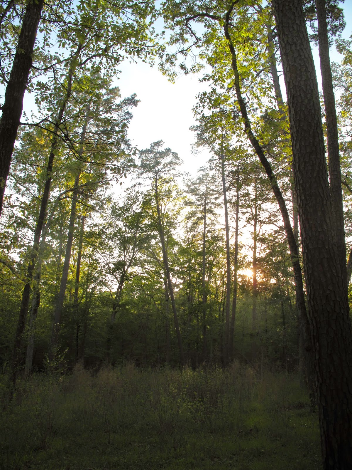 The Lamberts Adventure! Davy Crockett National Forest 4C Trail