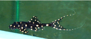 Ikan Sapu Sapu Adonis Pleco