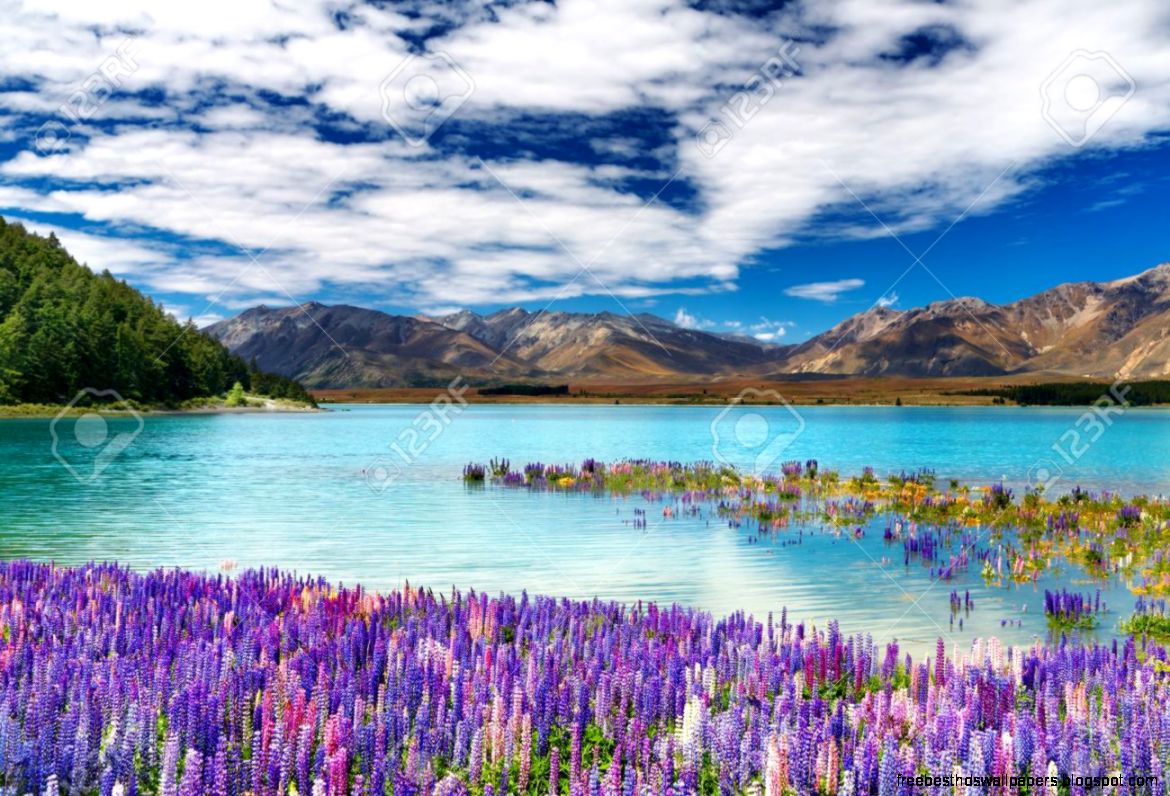 Lake Tekapo South Island New Zealand Stock Photo Picture And