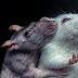 The empathy of rats is very similar to that of humans. I study