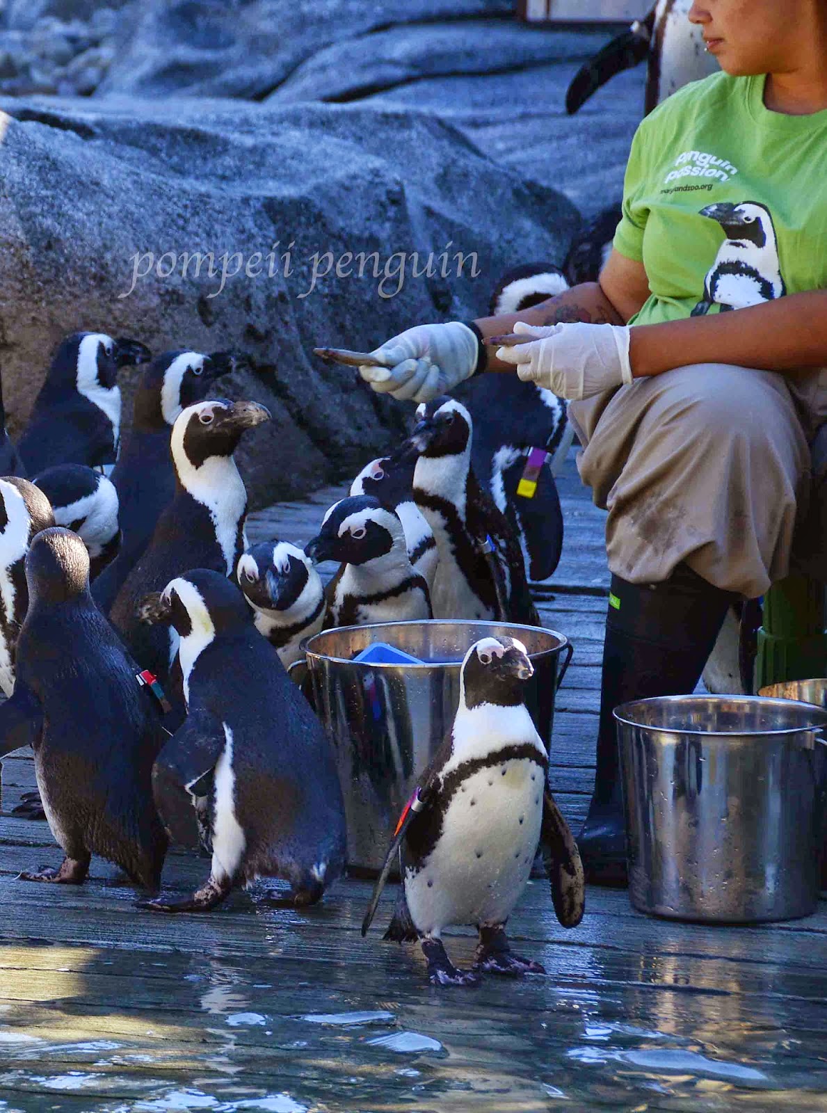 Pompeii Penguin- Attempting to Fly: New Penguin Exhibit at the