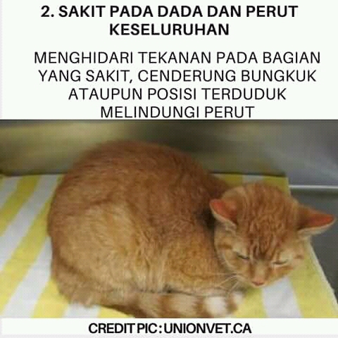 Apakah Sekarang Musim Kucing Sakit Dadakkan