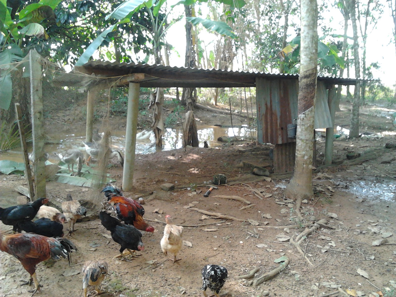 Penternakan Ayam Kampung Asli/Ori: Reban Angsa