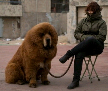 Tibetan Mastiff Dog For Sale