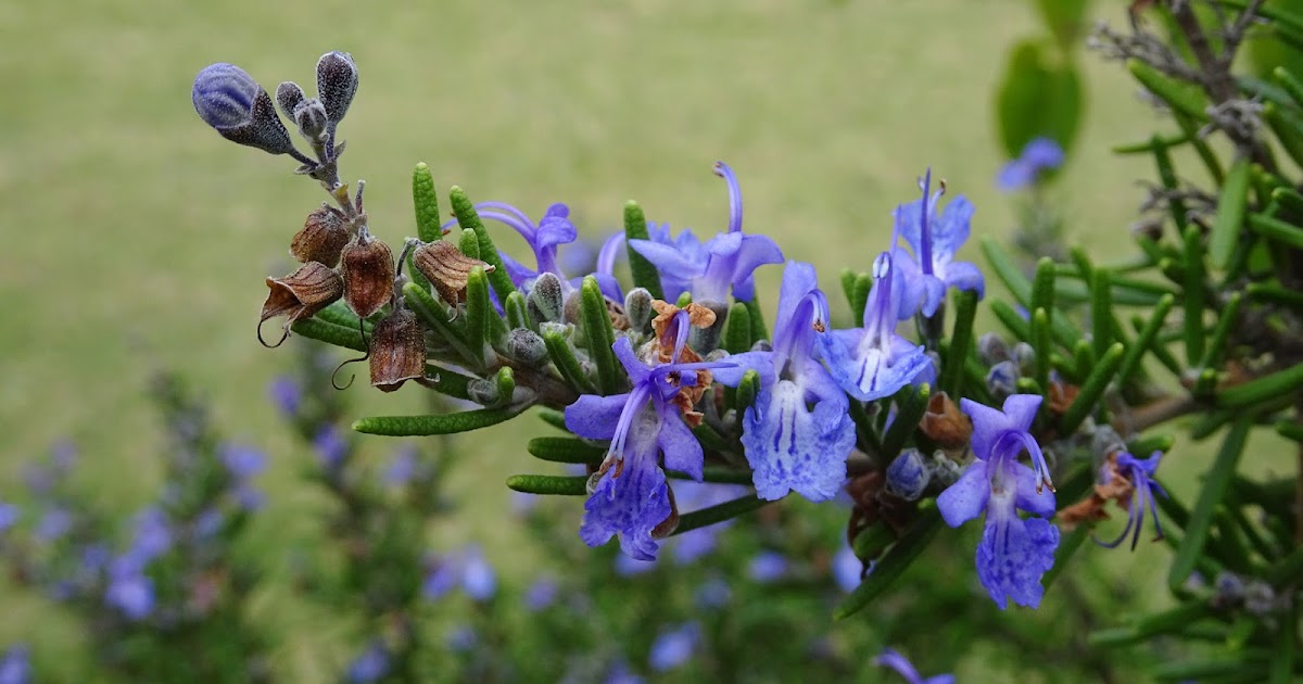 NixPages ROSEMARY FOR REMEMBRANCE