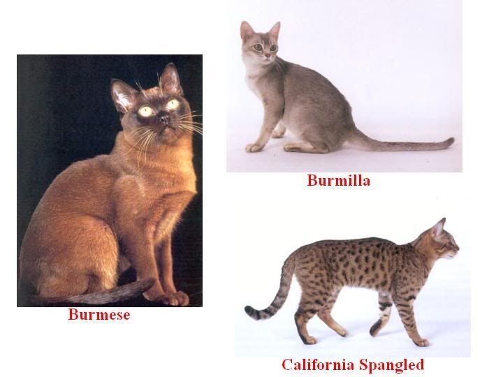 4 ayaklı Dostlarımız Hakkında Herşey Kedi Cinsleri (Resimli)