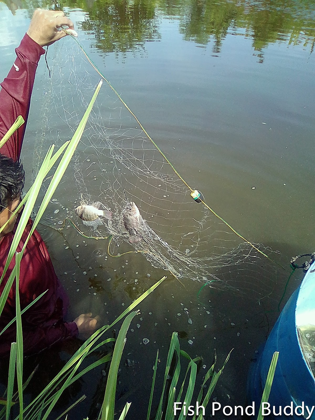 Fish Pond Buddy How to Catch Tilapia Using Gil Net ("Tabal")