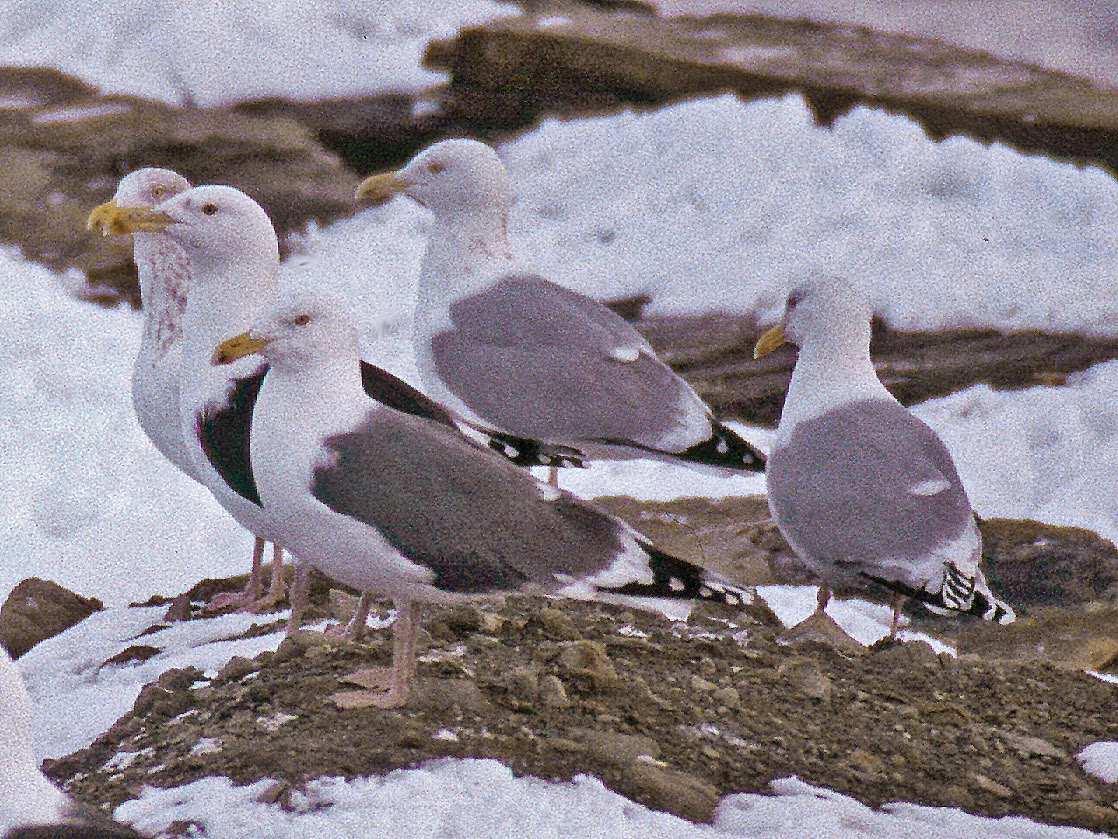 Alix Arthur d'Entremont Hybrid Herring x Great Blackbacked Gull