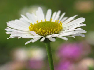 beautiful flower nature scenery wallpapers - Daisy and rose background