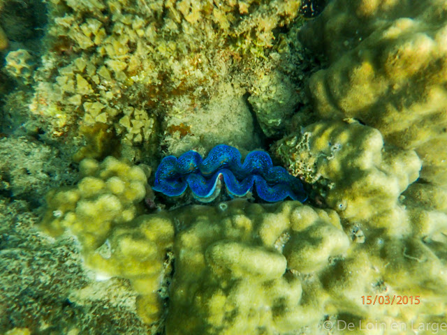 Fonds marins - Lonely Beach - Koh Rong - Cambodge