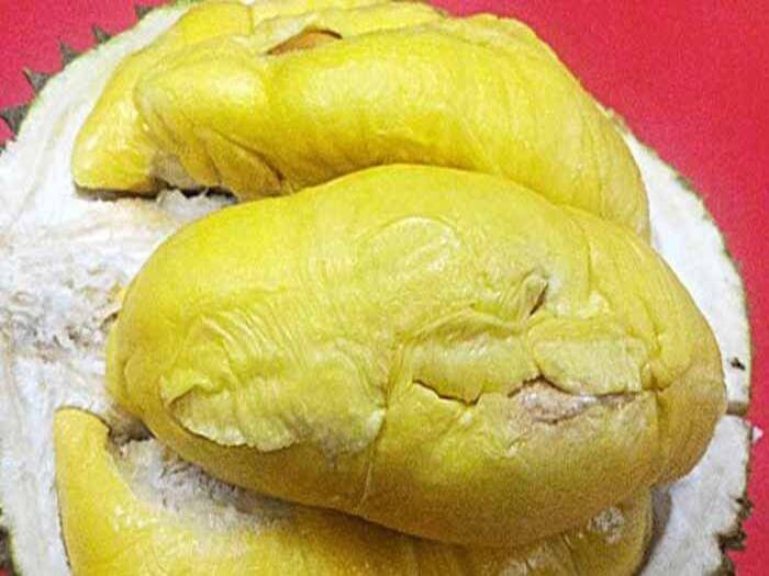 Durian J-Queen