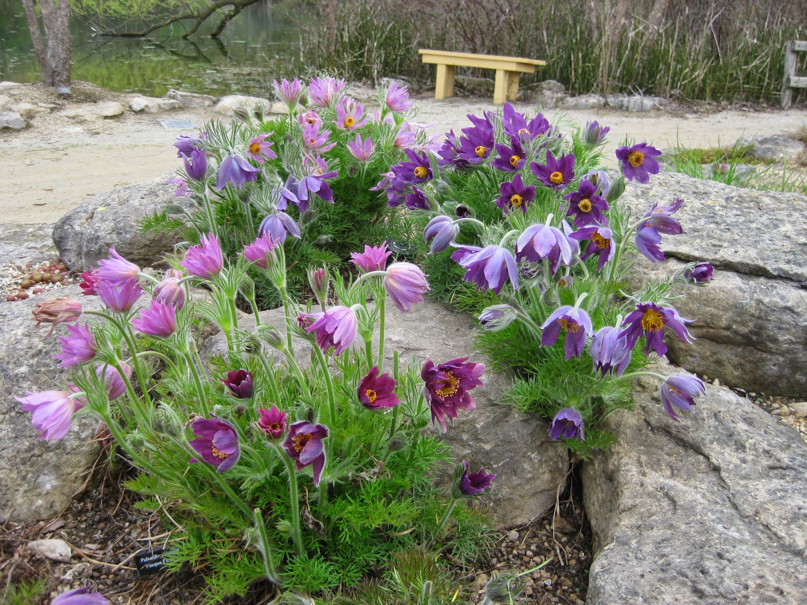 Прострел (Pulsatilla)