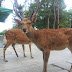 Japanese Deer Are Fans Of The Beatles? Nara Deer Version Of Abbey Road Album Cover Super Popular In Japan