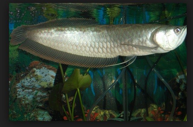 Ikan ARwana silver
