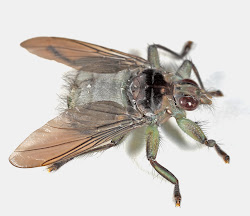 fly unexpected discovery 11mm approximately measured length