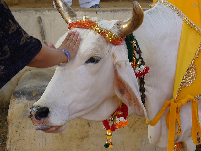 BLOGGING 4 U: SACRED COWS IN INDIA
