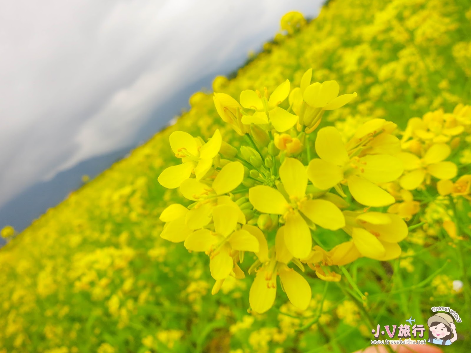 池上伯朗大道 油菜花季