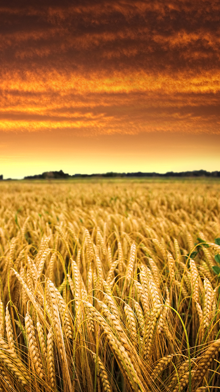 HD Wallpapers Android, IOS, Windows Phone and Desktop