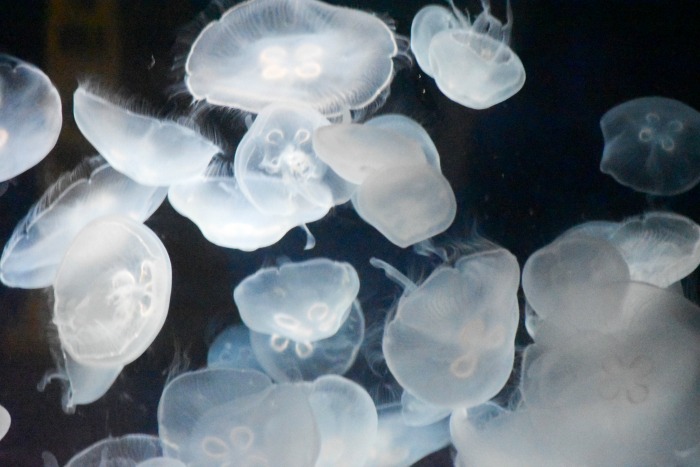 pet jellyfish Aquarium