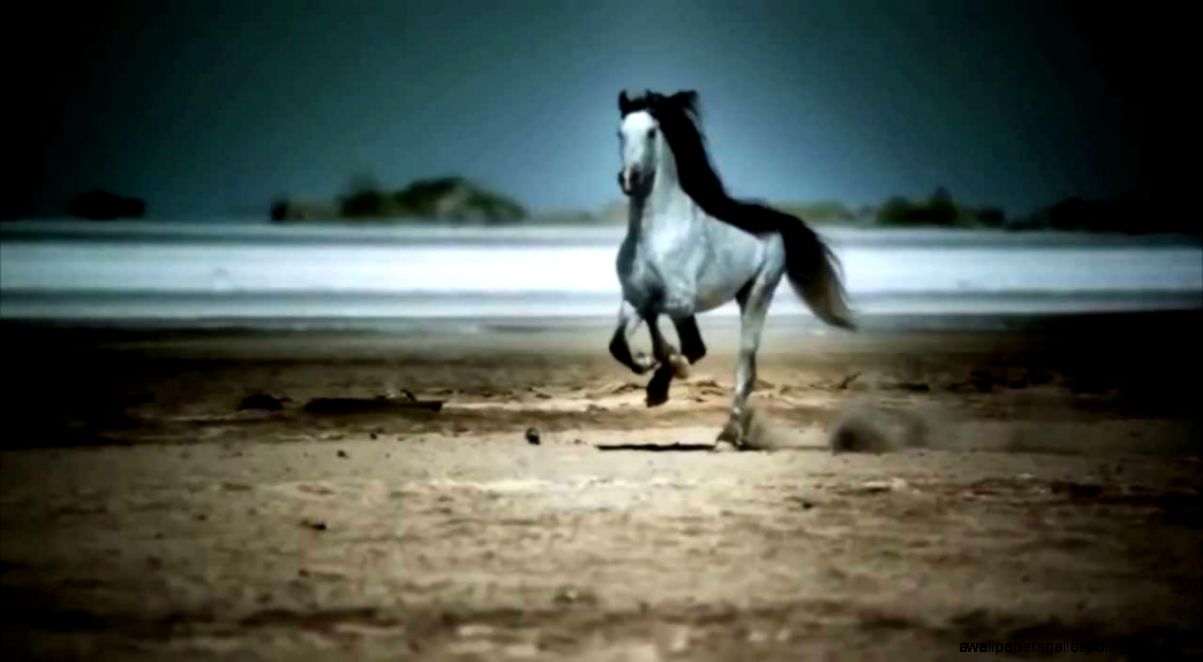 Wild Horses Galloping   YouTube