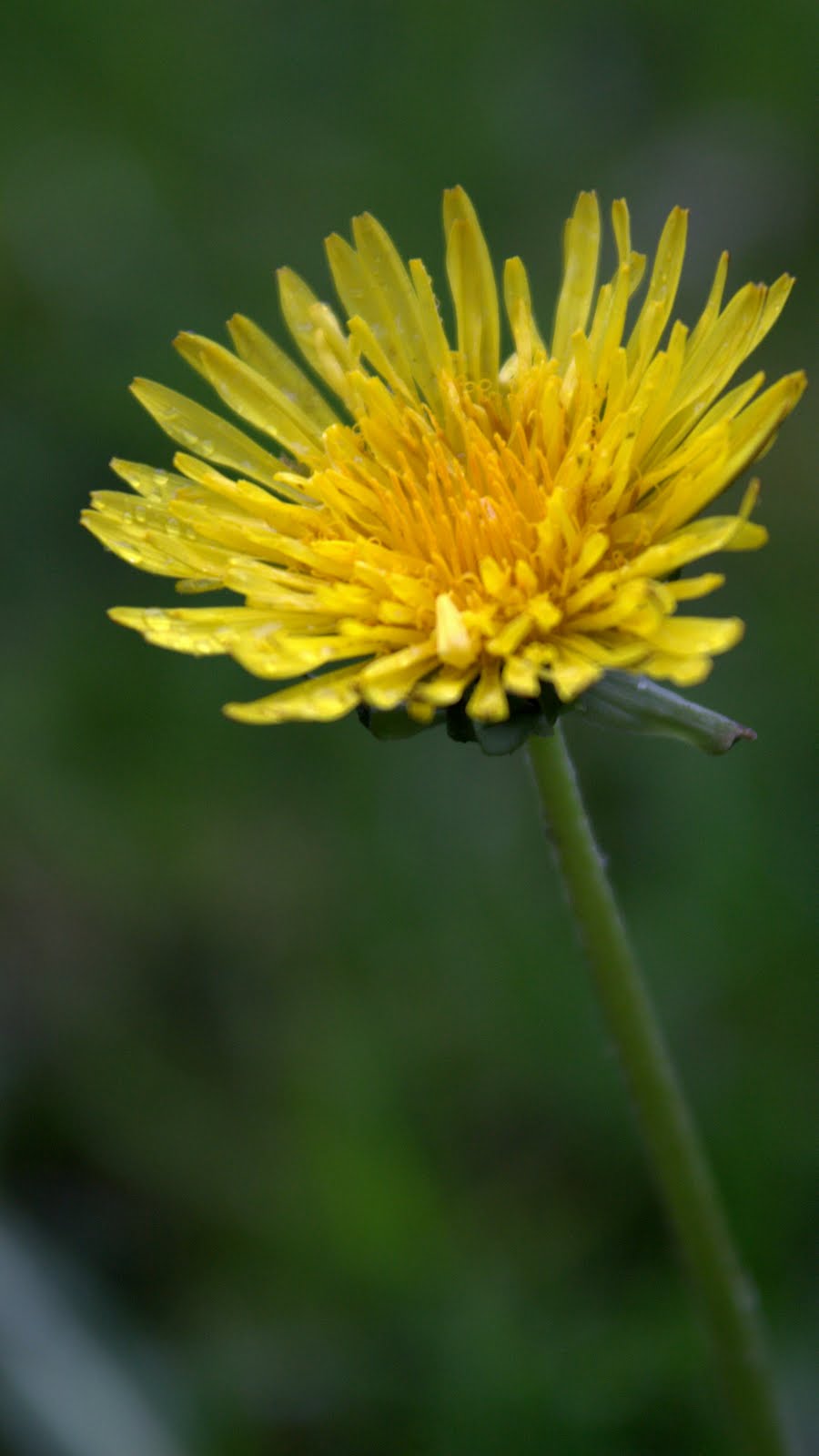 Löwenzahn Löwenzahn Fängt Ganz Klein Zu Wachsen An Alpenblumen: Löwenzahn - Taraxacum