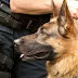 Ηγουμενίτσα:Ο αστυνομικός σκύλος ...."ξετρύπωσε"...τα κρυμμένα  ναρκωτικά 