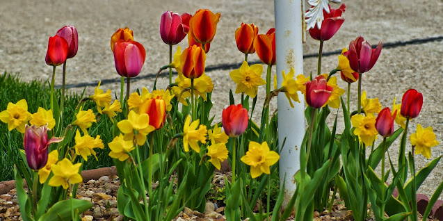 tulips and daffodils photo by mbgphoto