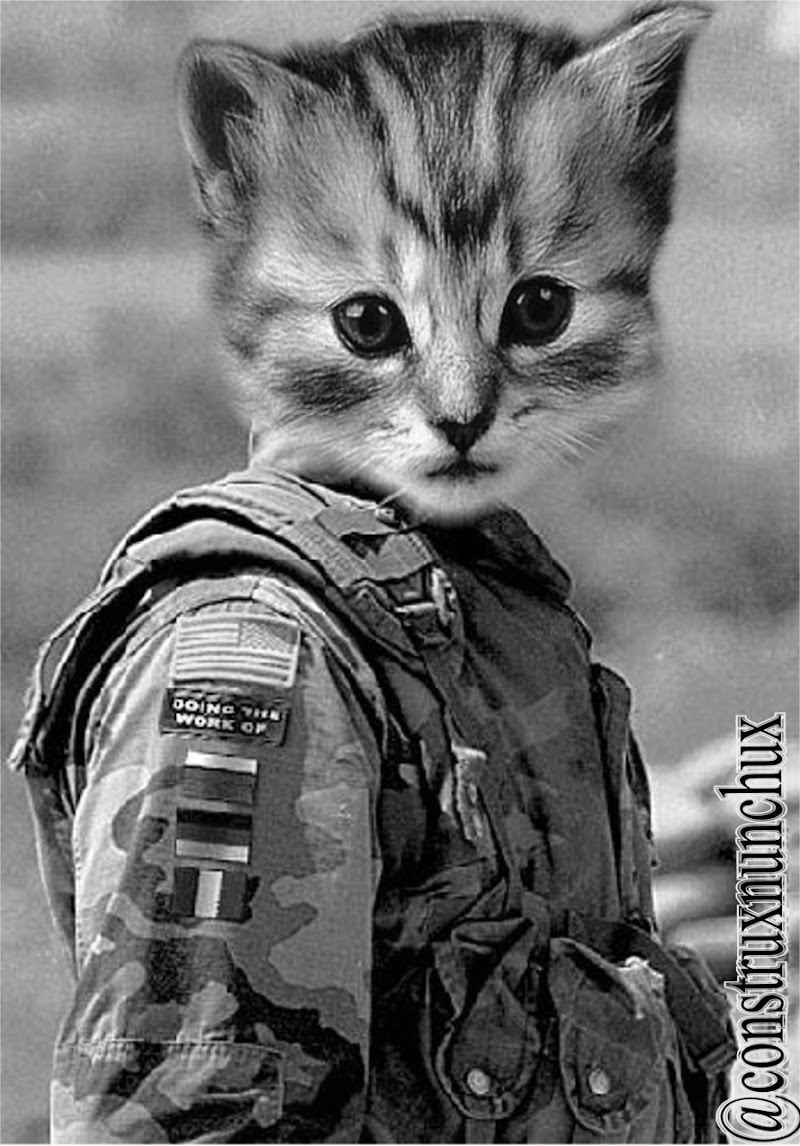 Populer 11 War Cat