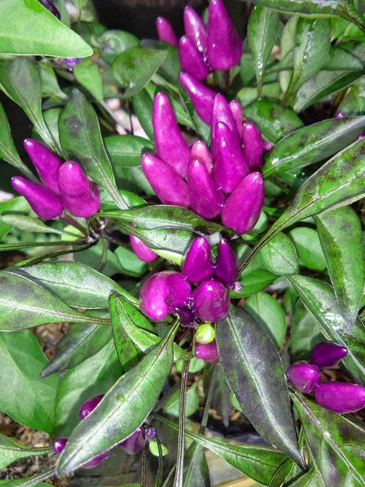 Explosive Ember Cara tanam semai berantas hama