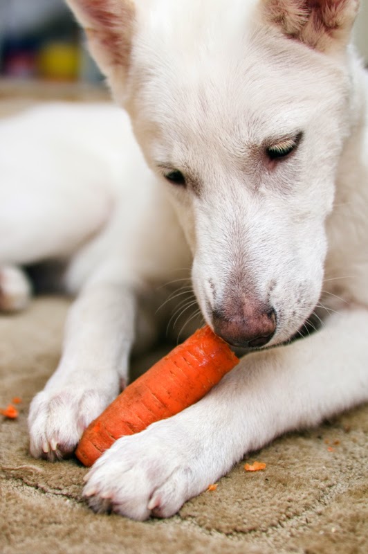 A white dog nibbles on a carrot that it holds between the paws