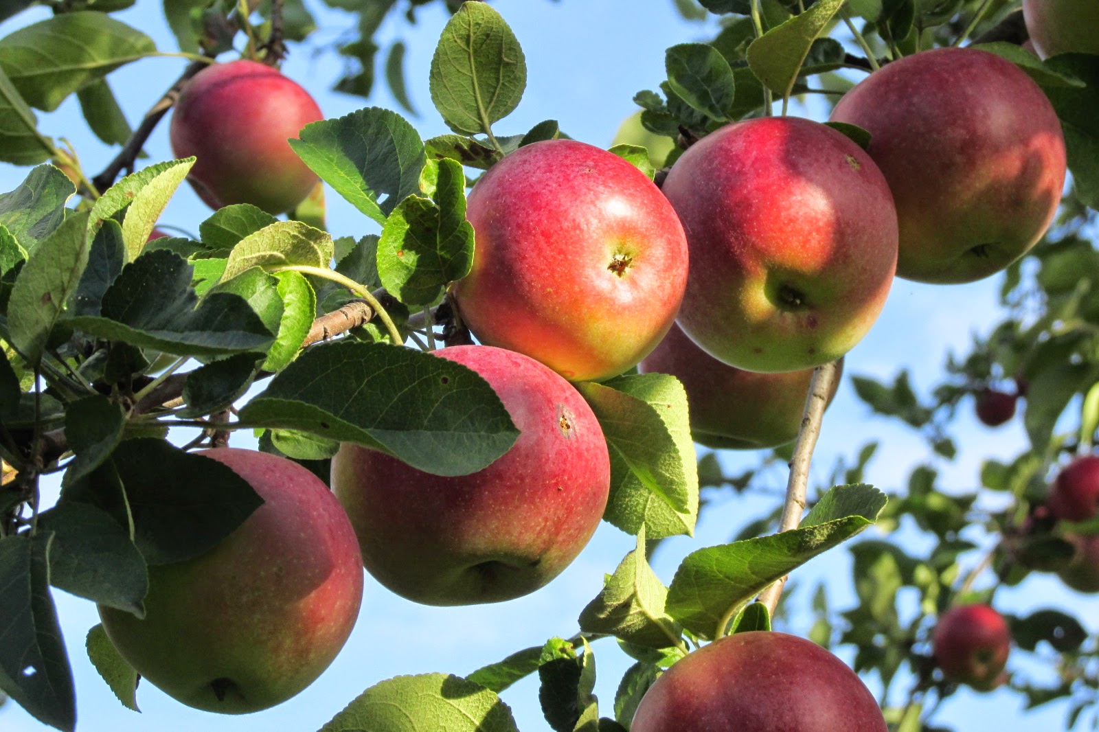 Alternative Roots Farm Apples McIntosh