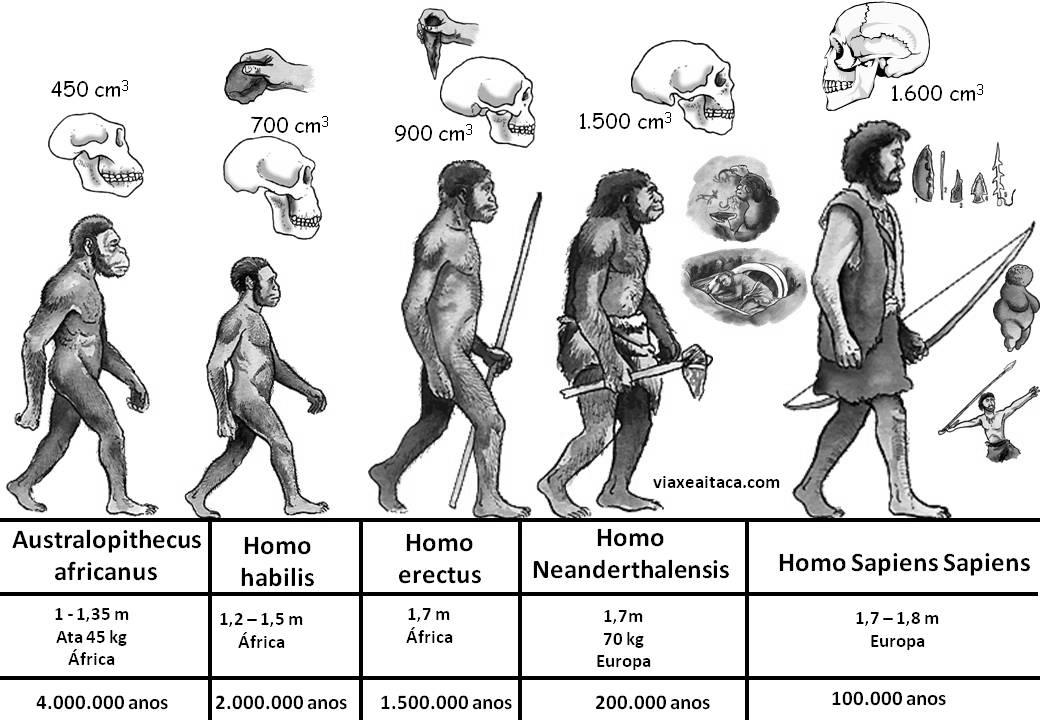 Proceso de Hominización