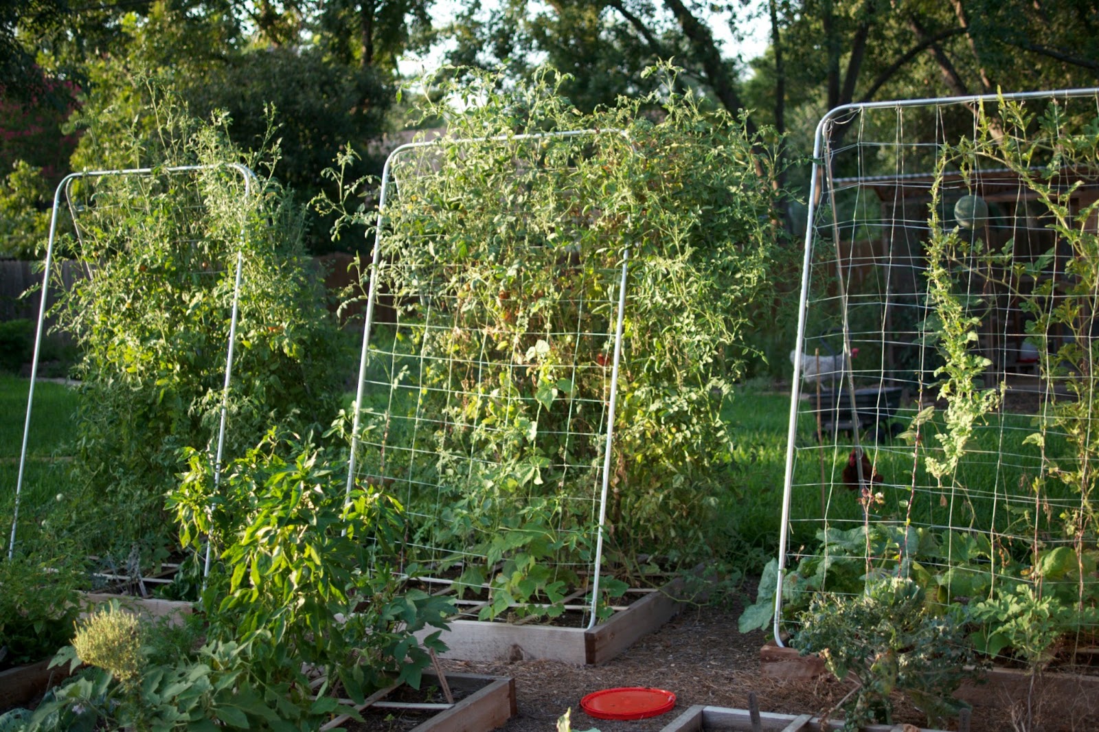 Square Foot Garden Trellis Ideas Photograph | The trellis af