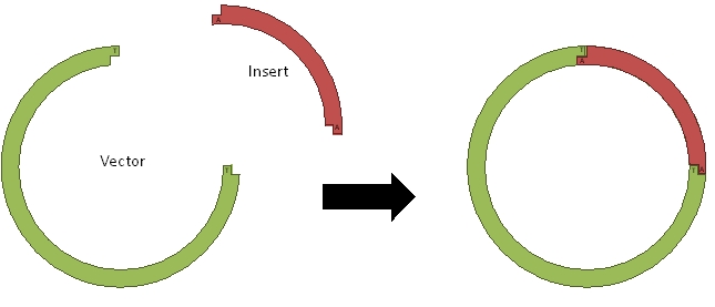 Inserting gene into genome