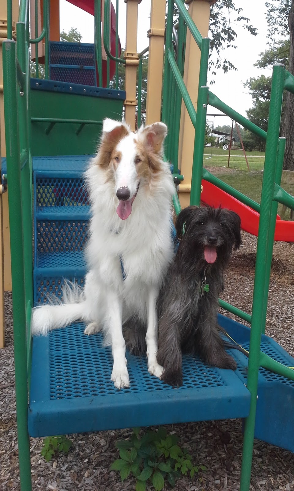 White Dog Blog Blind and Deaf Dogs & Dog Sports