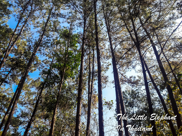 Pine trees at Doi Inthanon in Chiang Mai, North Thailand