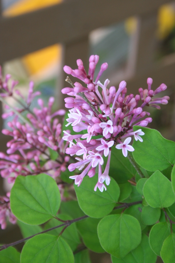 Dwarf Lilac Bush Varieties