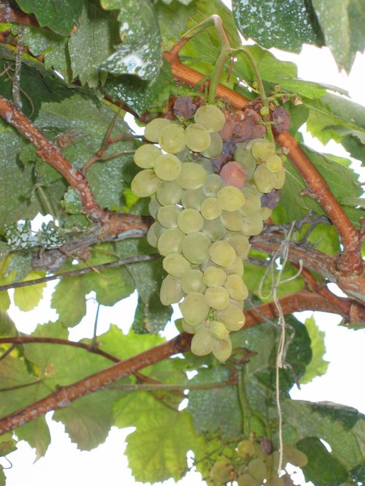 Fringe Wine Boal/Bual/Gual/Malvasia Fina Madeira, Portugal and