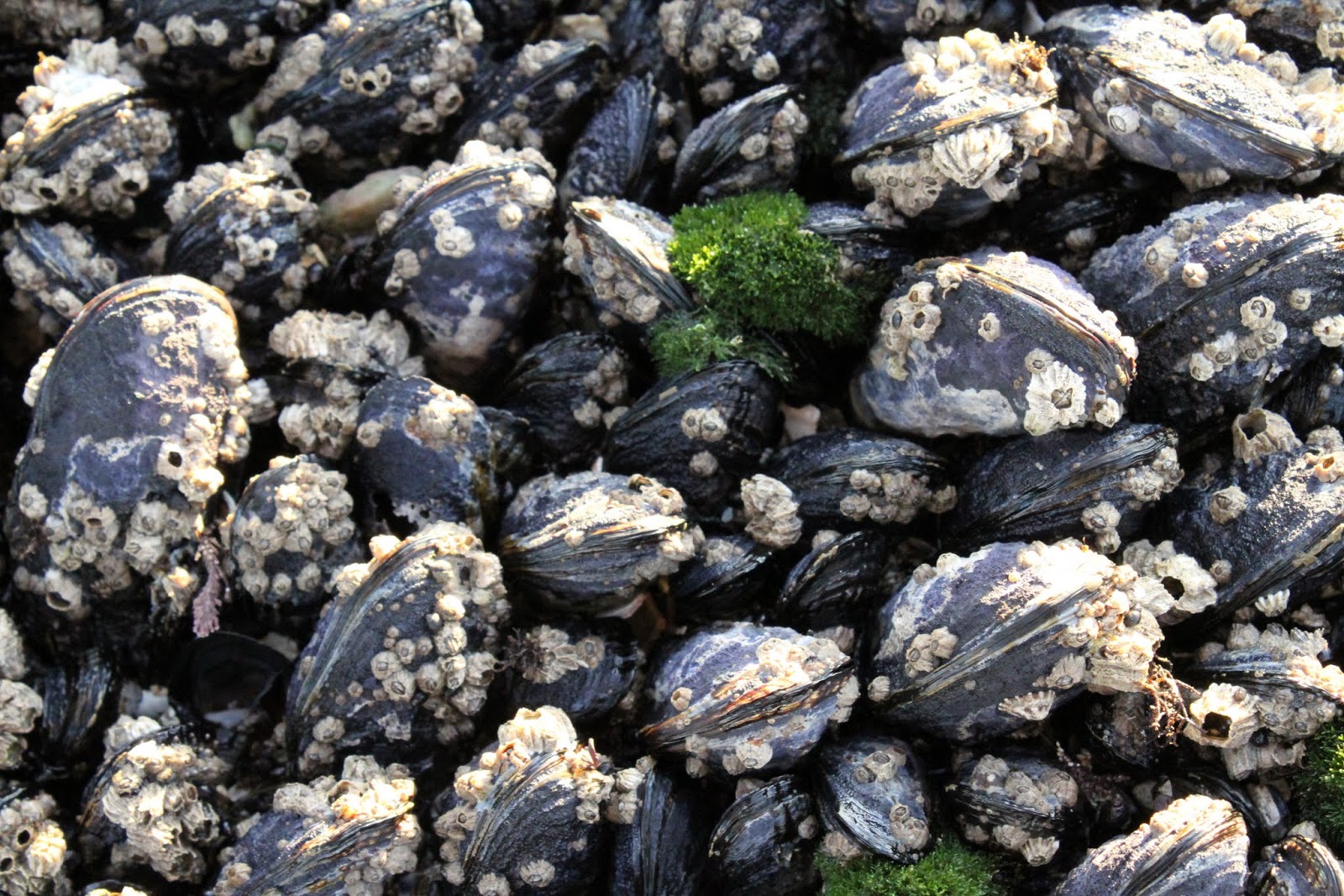 Naturetastic Blog Mega Low Tide at Half Moon Bay (Part 3)