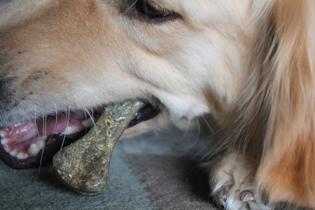 Dogs Dental Healthy with Zuke's Z-Bones Minty Dental Chew Review and Giveaway