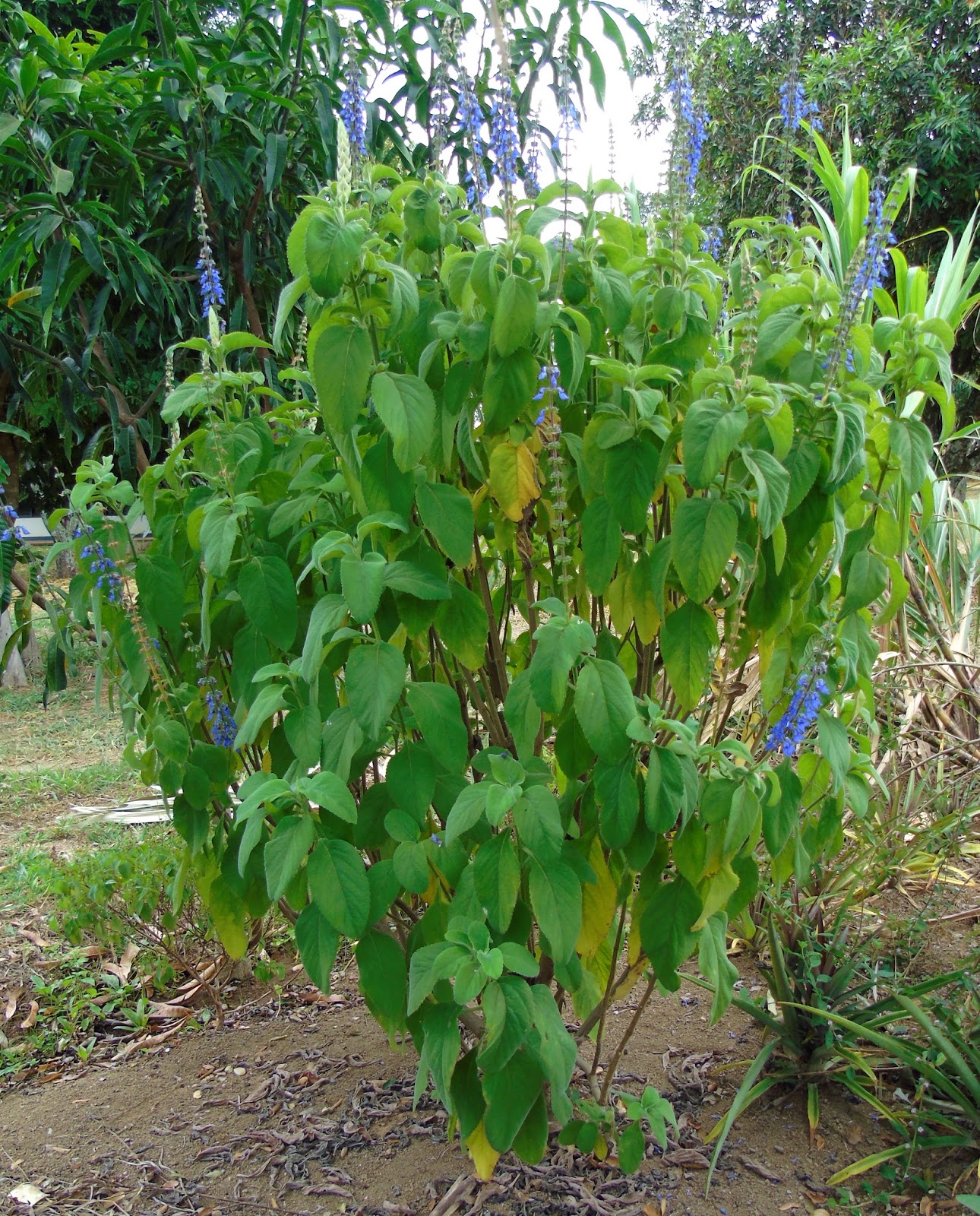 Boldo A planta da vez Boldo A planta da vez