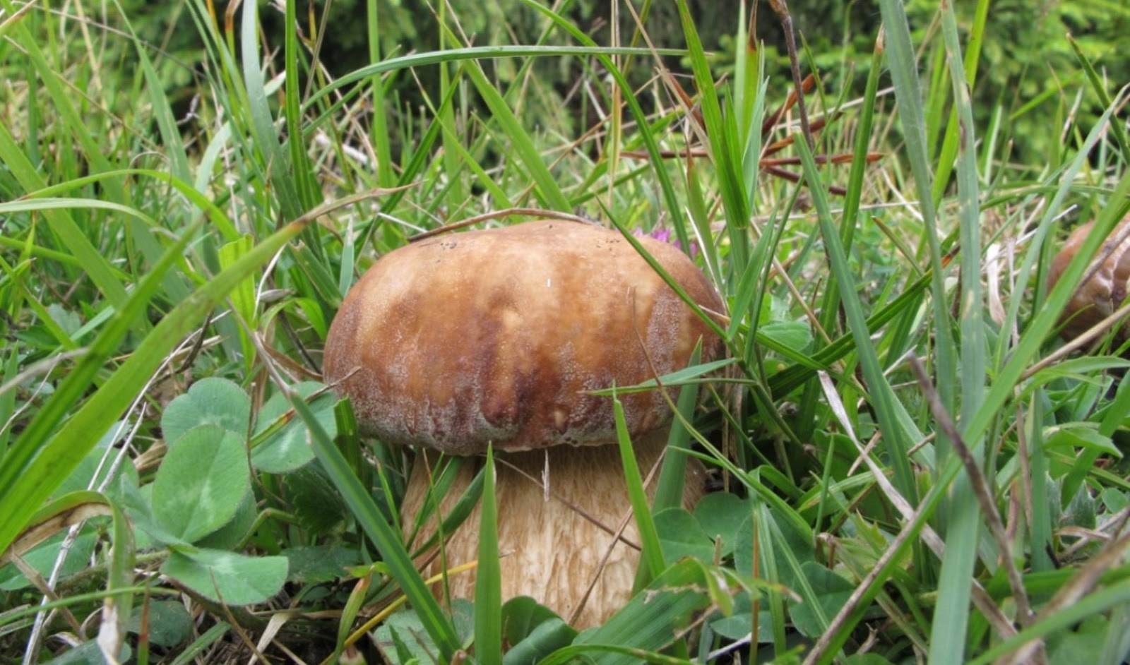 Terre Alte In cucina i porcini non sono tutti uguali