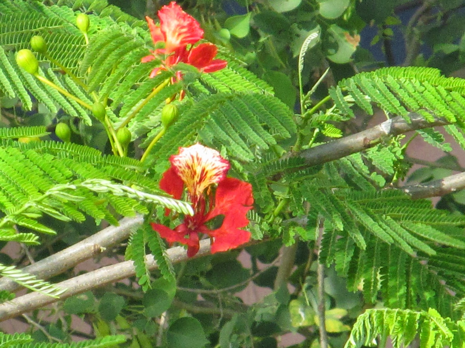 NATURAL & UNIQUE PHOTOGRAPHY GOLD MOHUR OR GULMOHAR