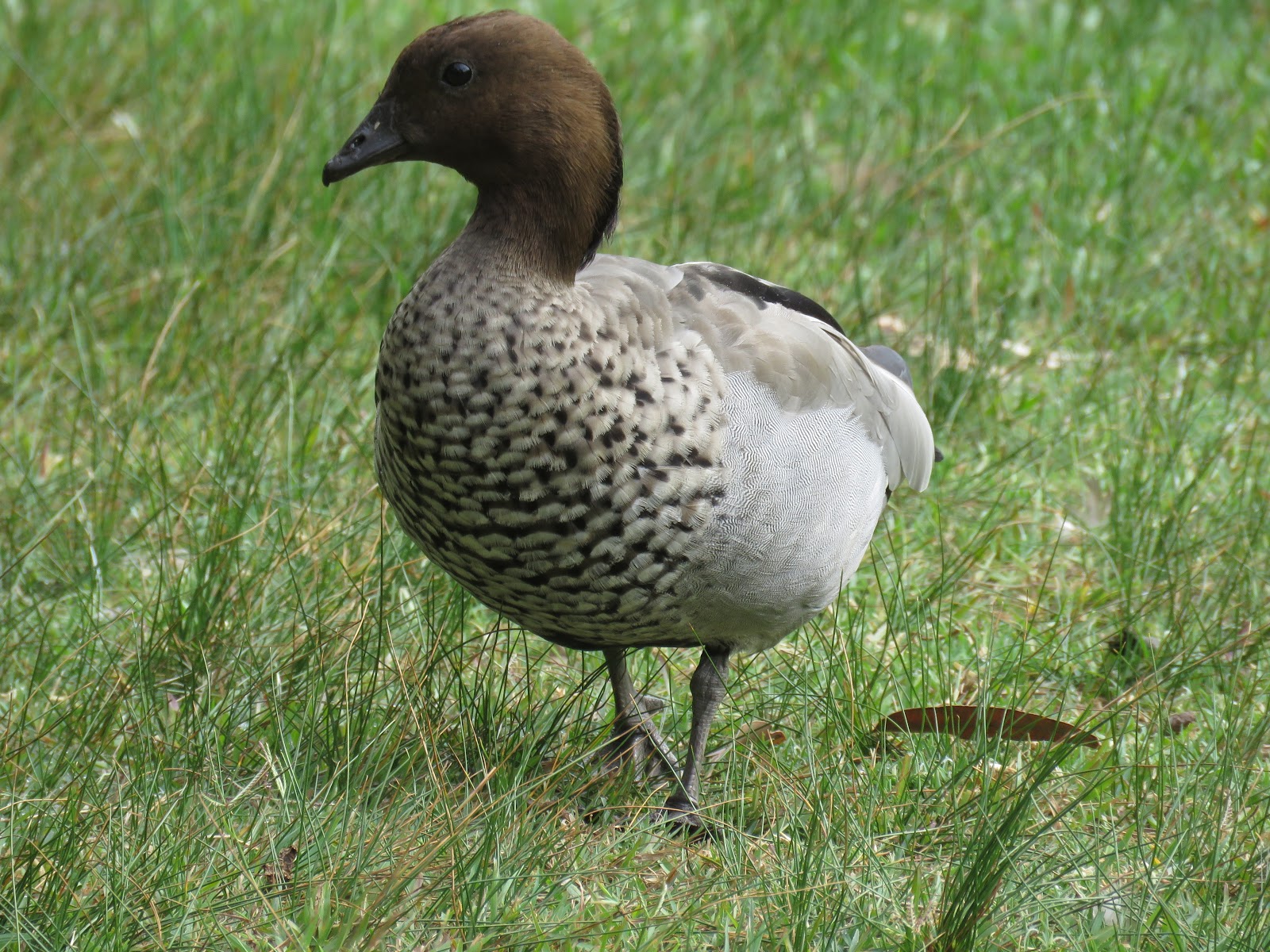 Bird & Travel Photos, Birding Sites, Bird Information: AUSTRALIAN WOOD