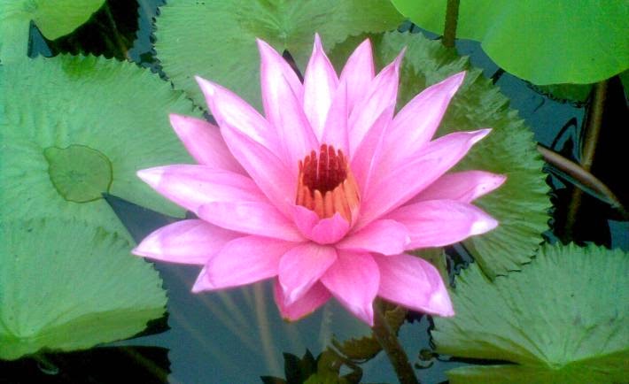 Ciri Khusus Tumbuhan Dan Fungsinya