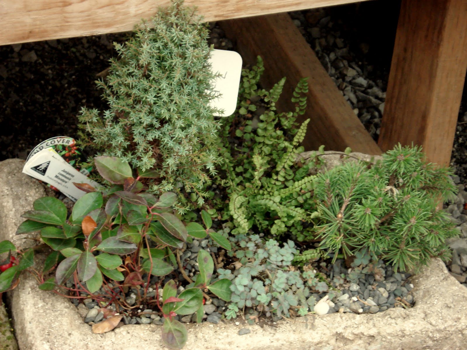 What's the Smatter? The Garden Spot Nursery A Bellingham Boon