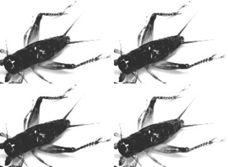 Zona Tips Indonesia Makanan Terbaik Untuk Burung Kolibri Beserta Efek Sampingya