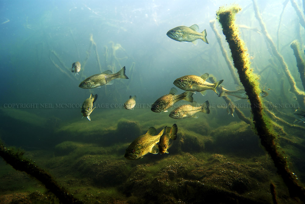 Largemouth Bass Underwater Photography LARGEMOUTH BASS 2